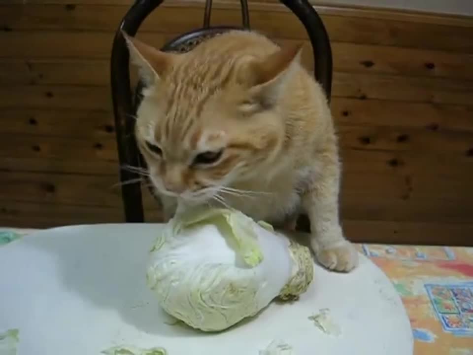 Много Смях !!! Котка яде зеле