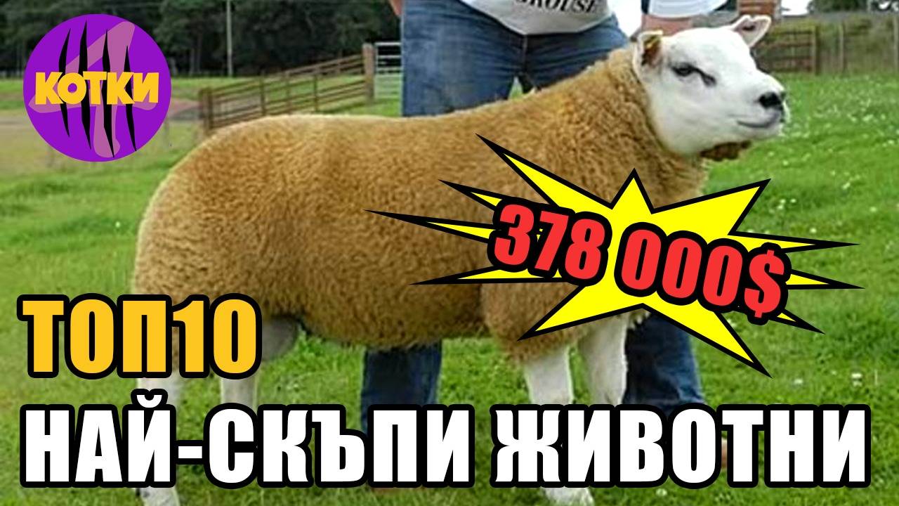 Топ 10 най-скъпи животни на света