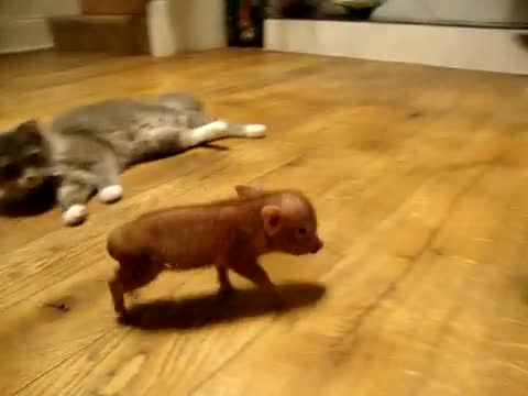 Малко прасенце и котета
