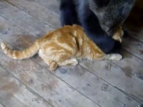 Малко мече и коте си играят 