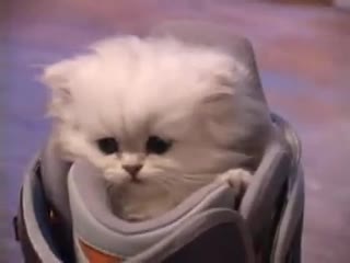 Малко коте, Голямо мяу