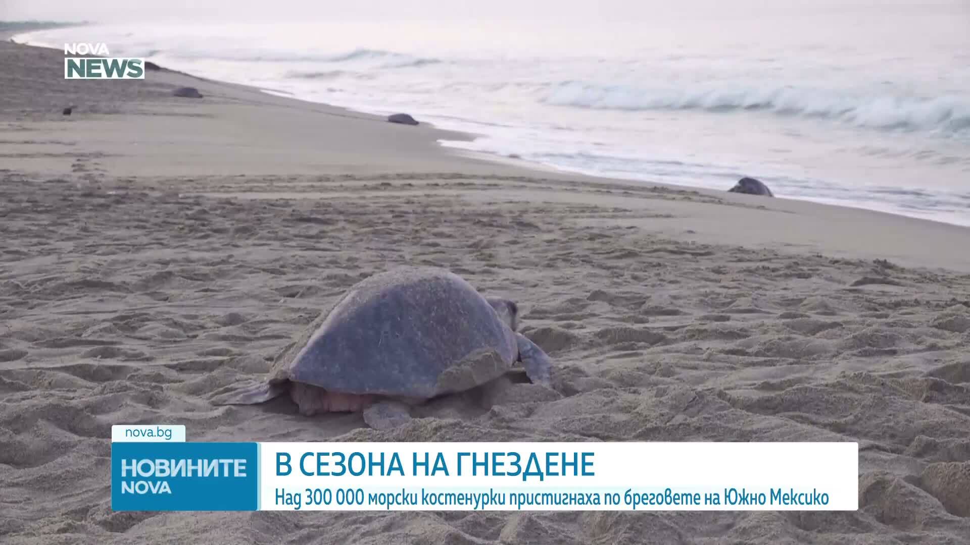Повече от 300 хиляди морски костенурки пристигнаха на бреговете на Южно Мексико