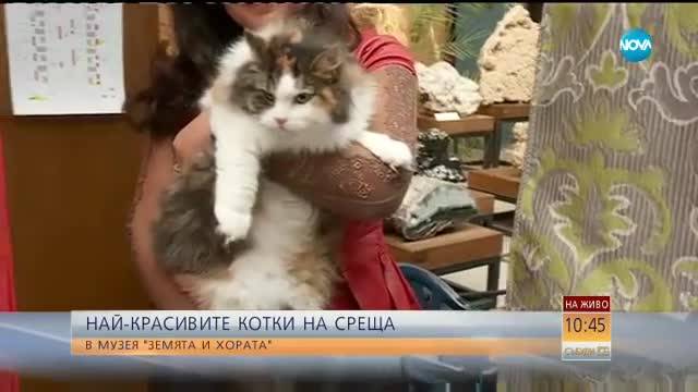 Най-красивите котки - на изложба в музея "Земята и хората"