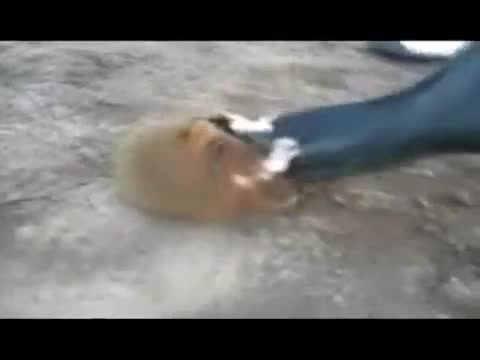 Кунг Фу хамстер напада хора!