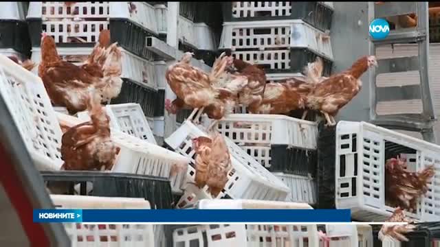 Кокошки предизвикаха огромно задръстване в Aвстрия