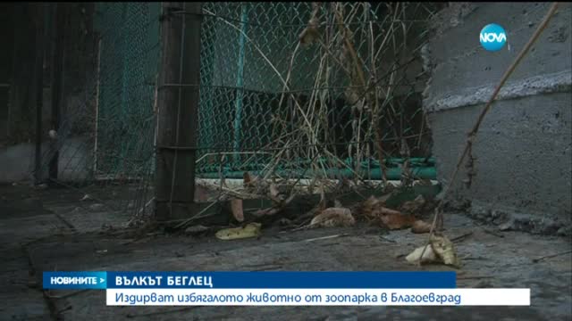 Втори ден издирват младата вълчица в Благоевград