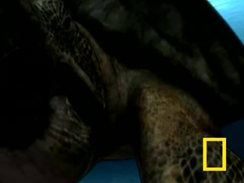 Изезналие довиа на океание - Филм на National Geographic 