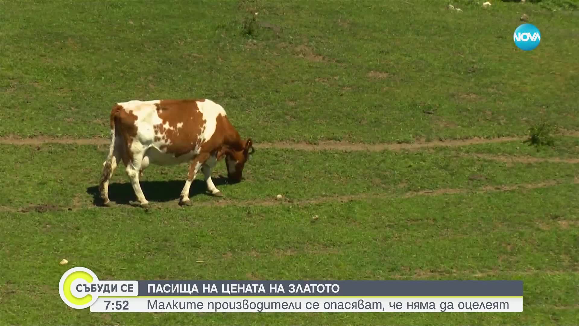 Пасища на цената на златото: Малките производители се опасяват, че няма да оцелеят