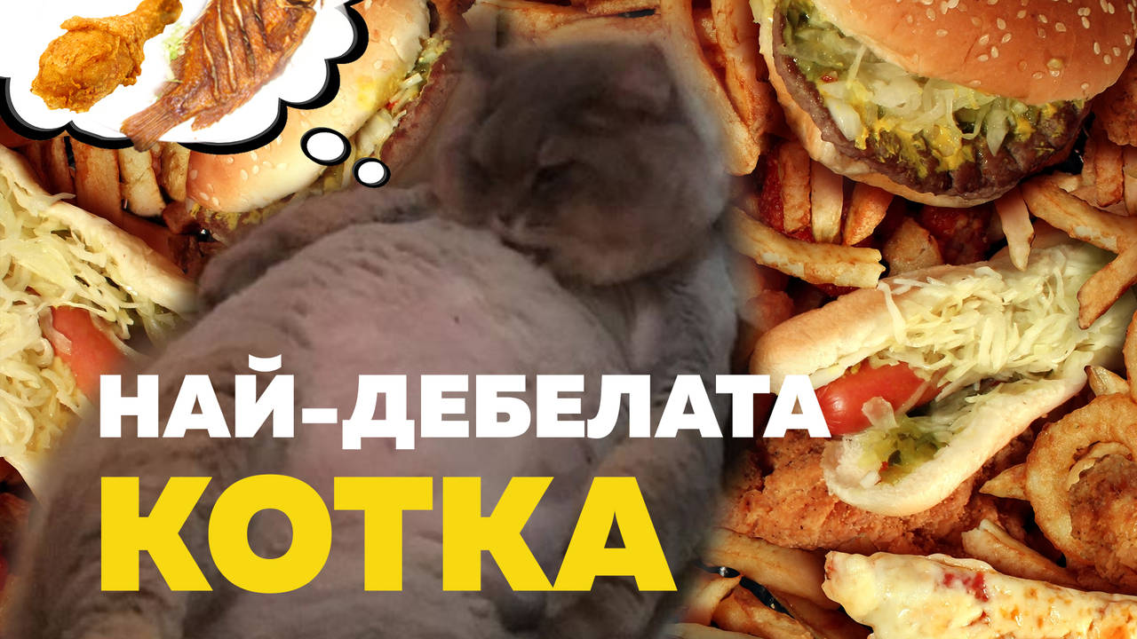 Бони Бони - най-дебелата котка-знаменитост в Instagram!