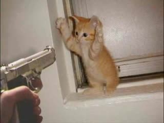 Смешни Бебета И Котки