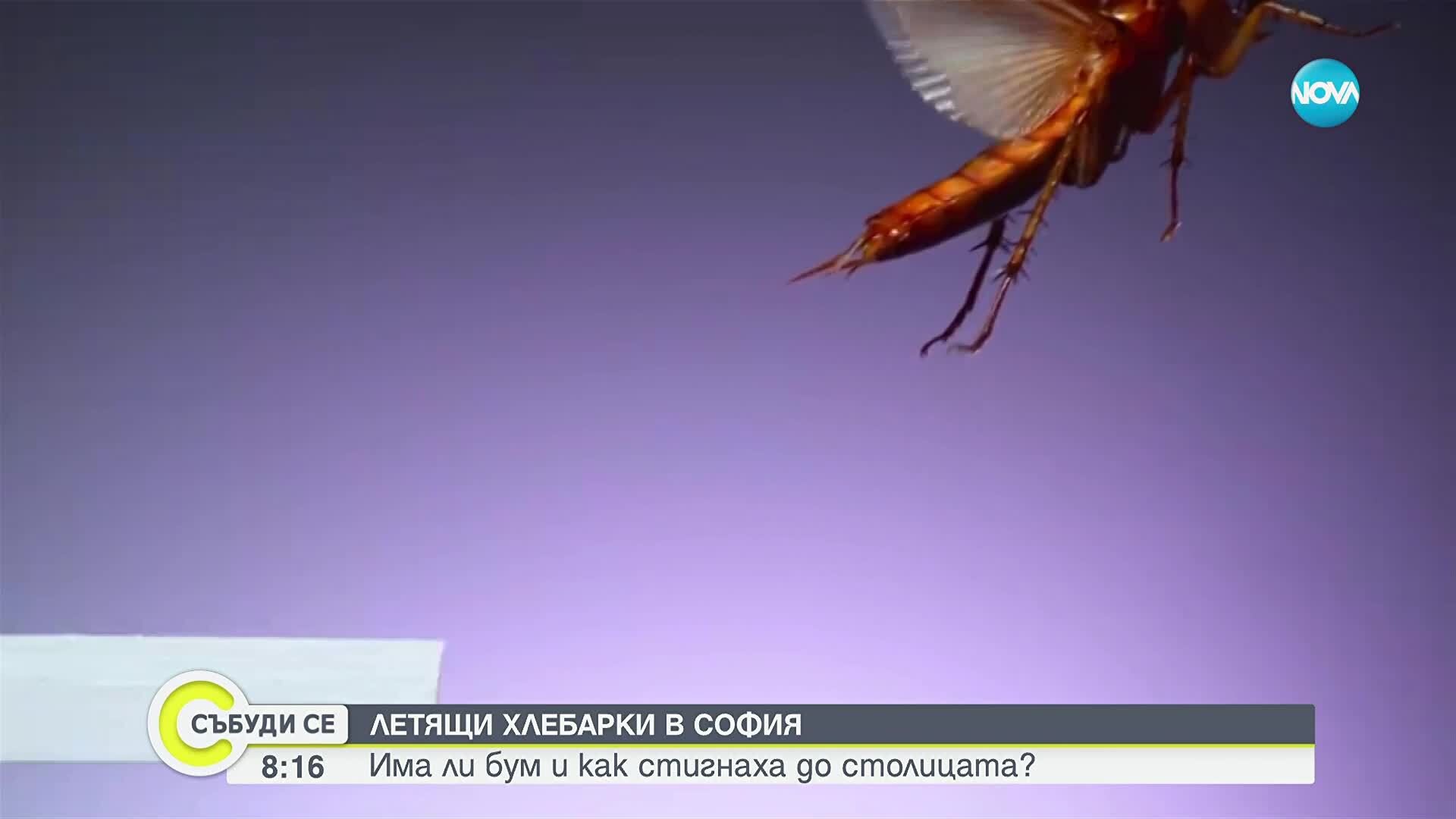 Летящи хлебарки в София: Мит или реалност?