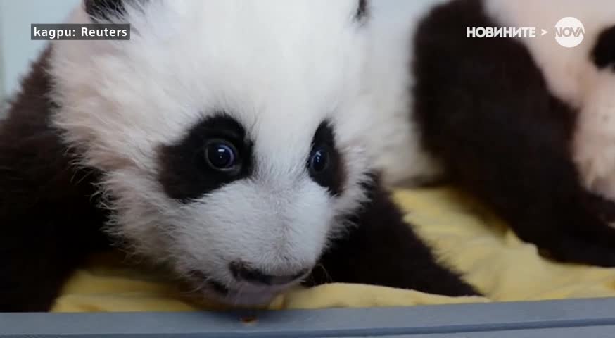 Бебетата панди от зоопарка в Атланта вече имат имена