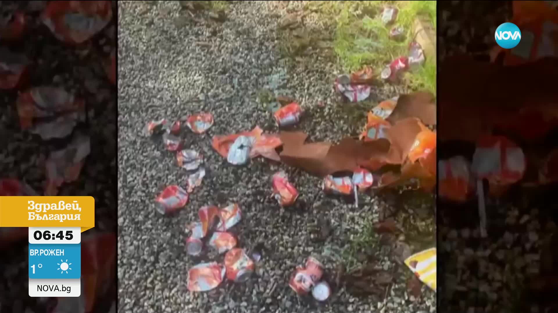 Мечка разби кола в Британска Колумбия и изпи 69 кутии сода