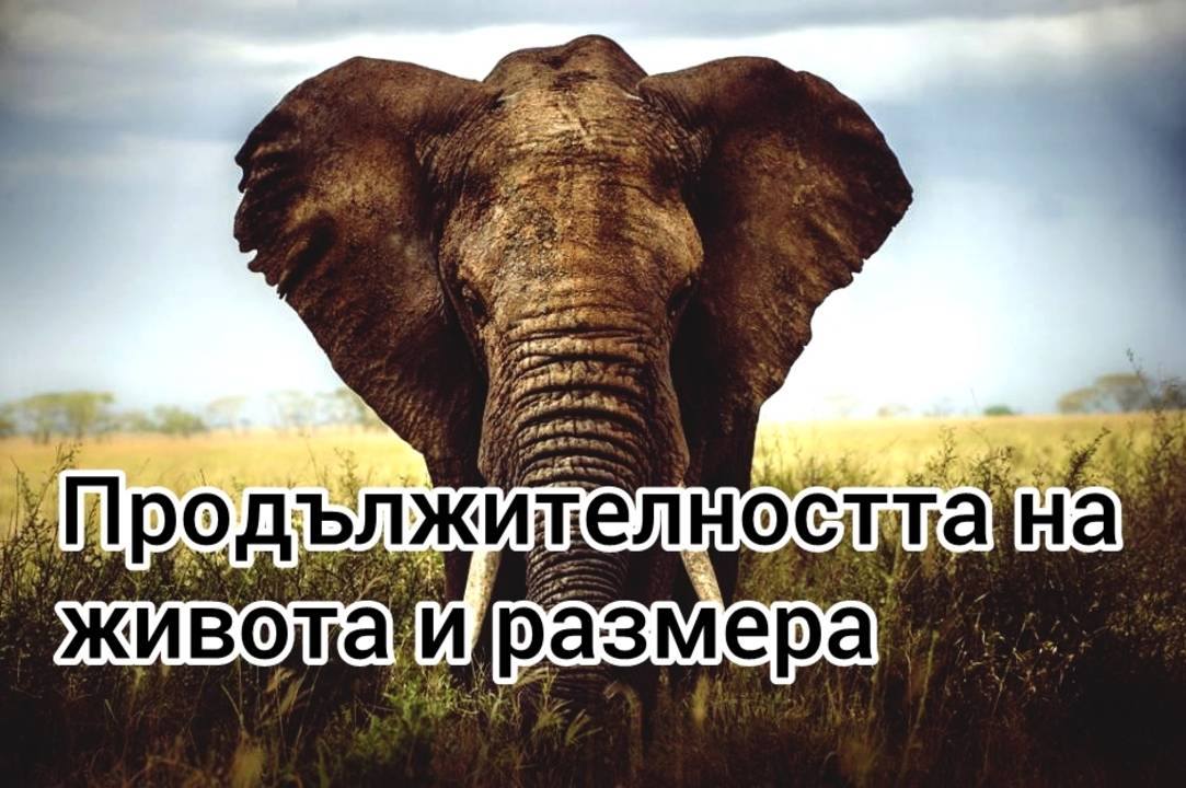 Продължителността на живота и размера