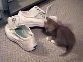 Котенце, Огледало И Обувки !! Смях