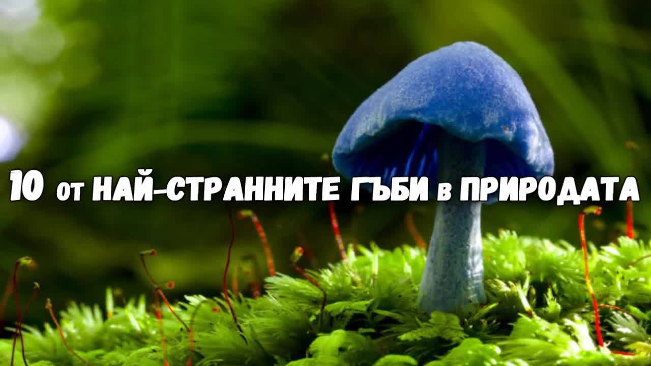 10 от най-странните гъби в природата