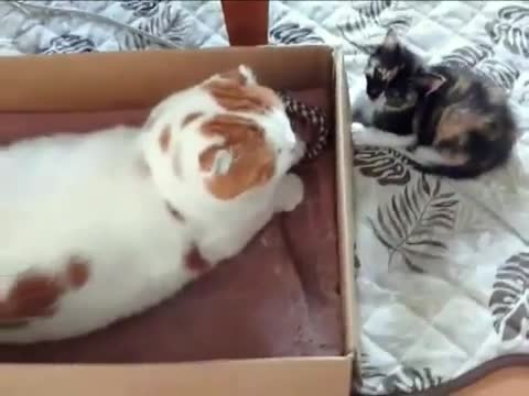Малко коте срещу голямо:)