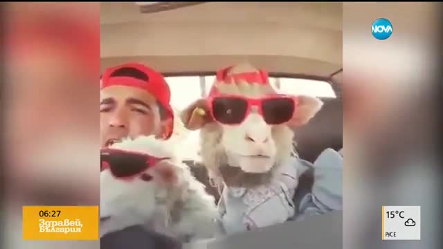 Човек и овце пеят в трио