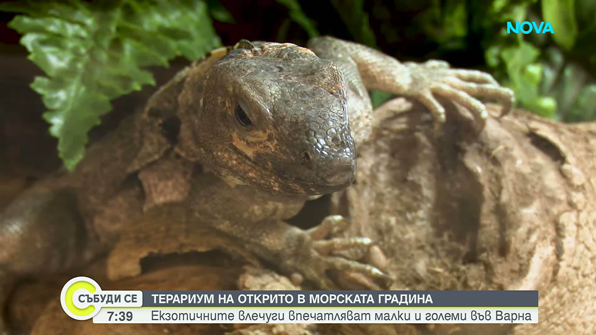 Пътуващ терариум показва екзотични влечуги във Варна