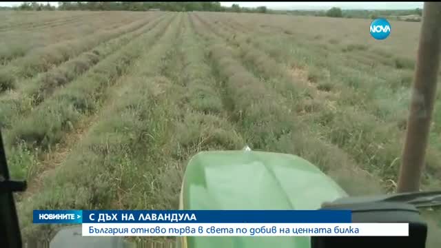 България – световен лидер в производството на лавандулово масло