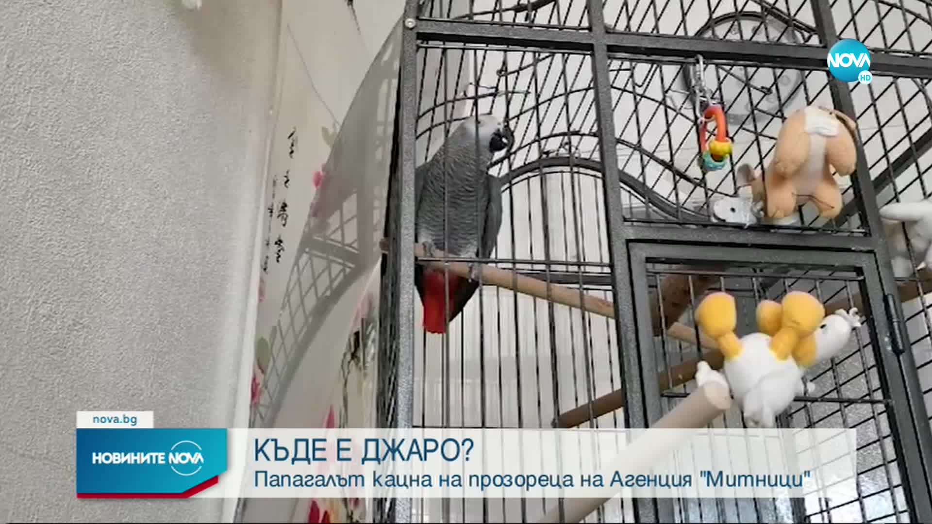 Служители на Агенция „Митници” спасили избягалия папагал Джаро