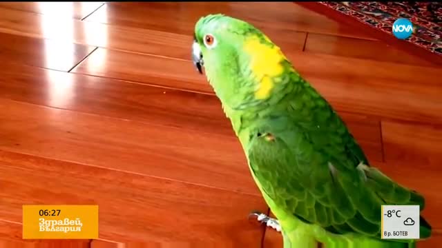 Дяволският смях на един забавен папагал