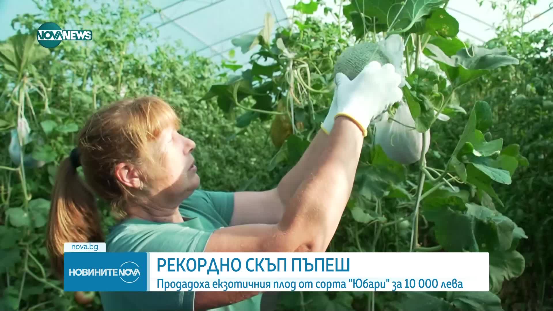Кой е мъжът, купил за 10 000 лв. пъпеш от най-скъпия сорт в света