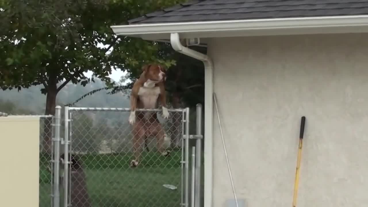 Pitbull прескочи ограда