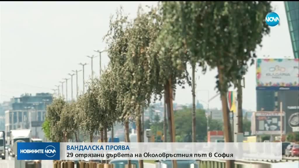 ВАНДАЛСКА ПРОЯВА: 29 отрязани дървета на Околовръстния път в София