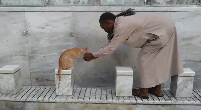 Котка пие вода от ръката на човек