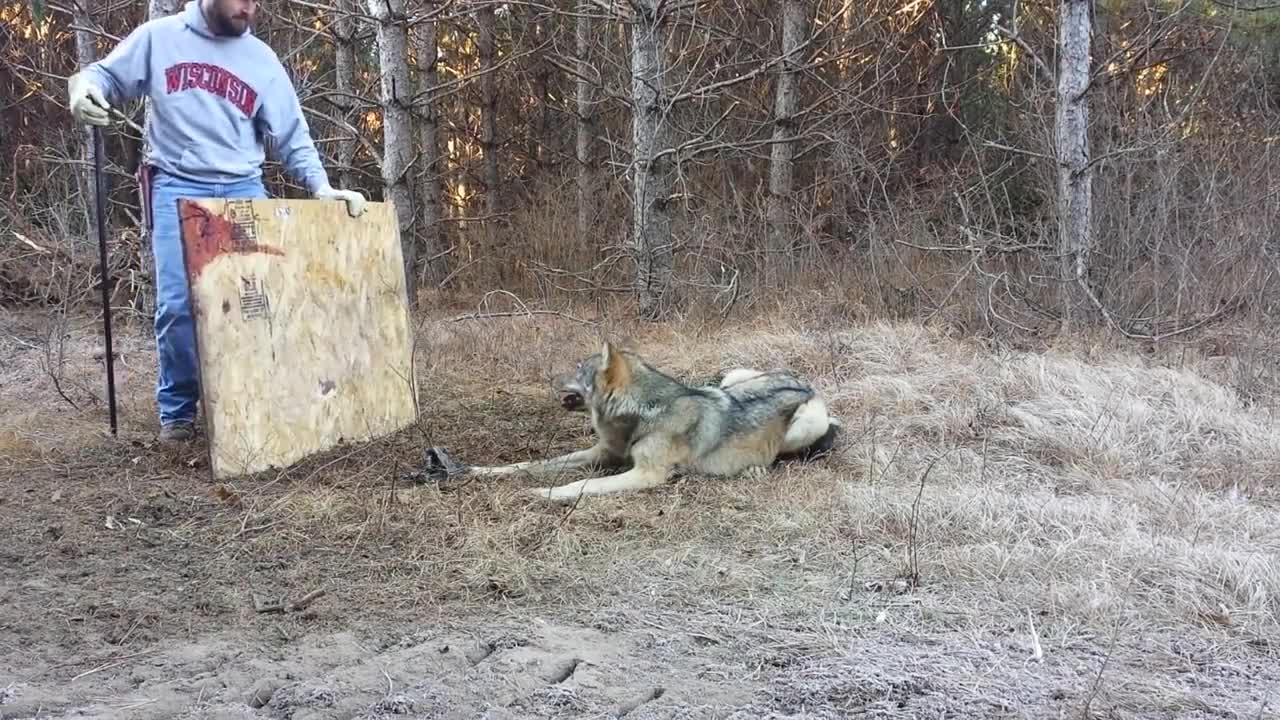 Вижте как тези ловци спасиха вълк, попаднал в капан!