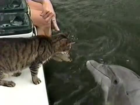 Котка и делфини играят заедно