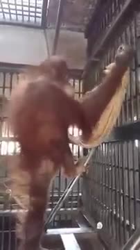Орангутан си прави хамак!!!