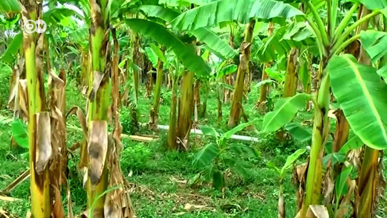 Смъртта на банана