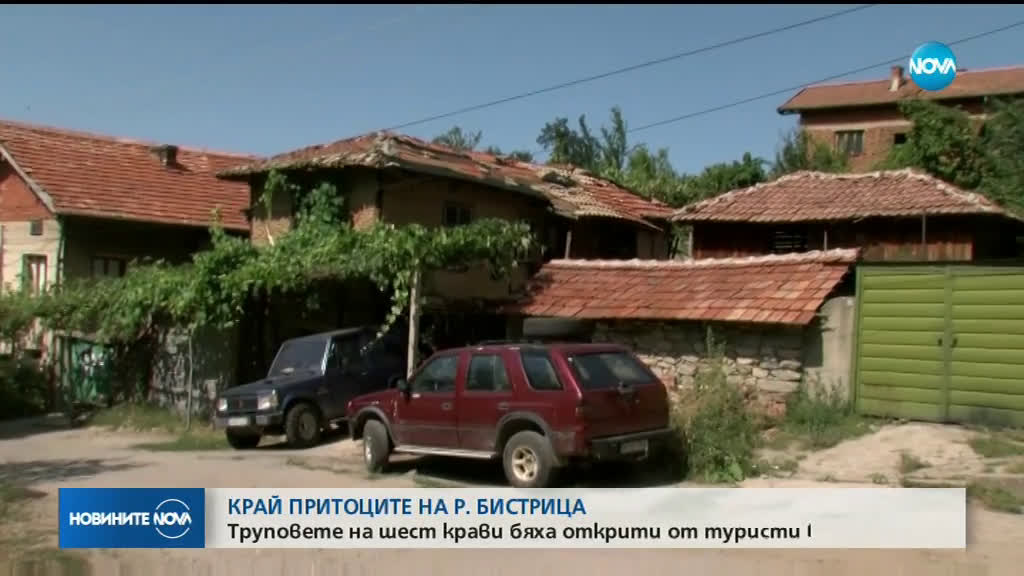 Труповете на шест крави бяха открити от туристи в Рила