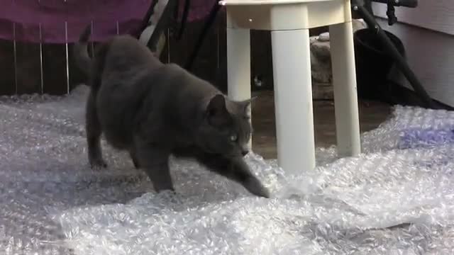 Котки върху пукащ найлон