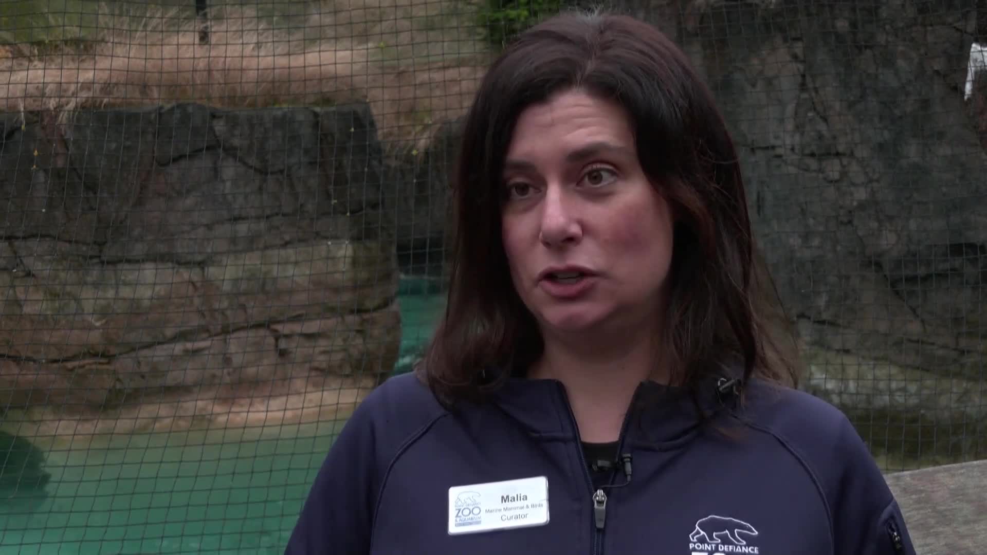 Два млади моржа от Канада намериха нов дом в зоопарк в САЩ (ВИДЕО)