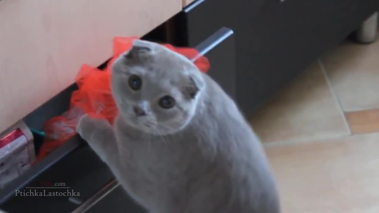 Виновни котки - Компилация