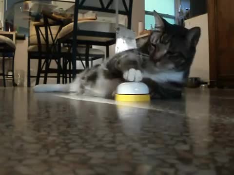 Смях ... коте си поисква храна като шеф !!!