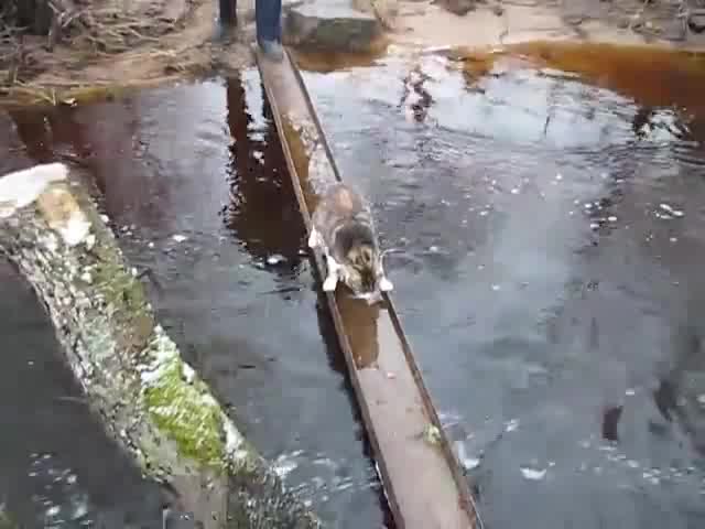 Коте минава по мост- Смях