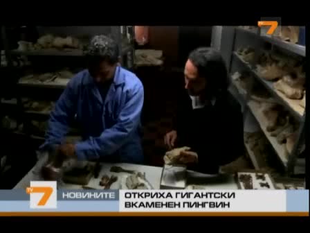 Откриха гигантски вкаменен пингвин 