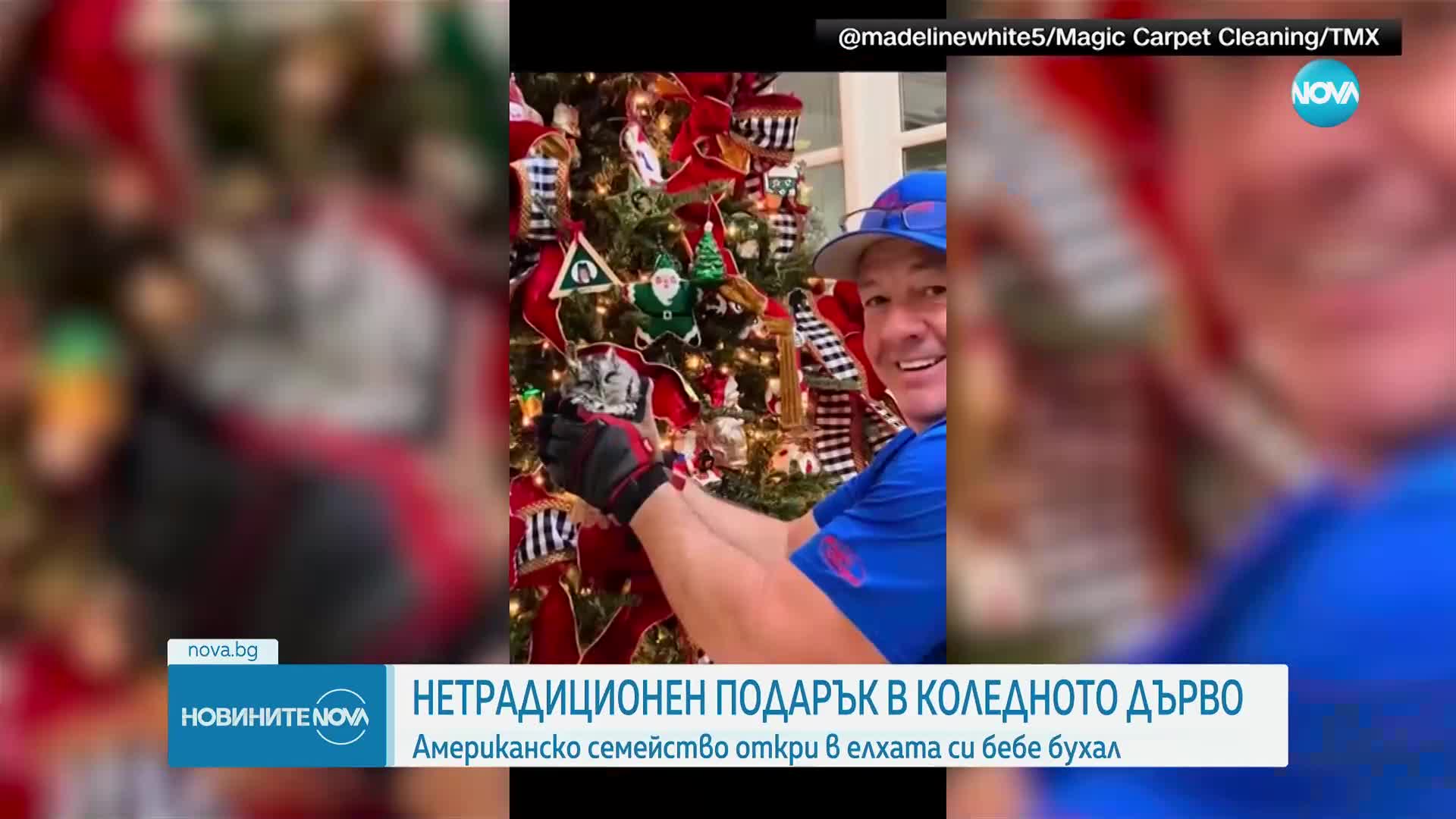 Американско семейство откри в елхата си бебе бухал