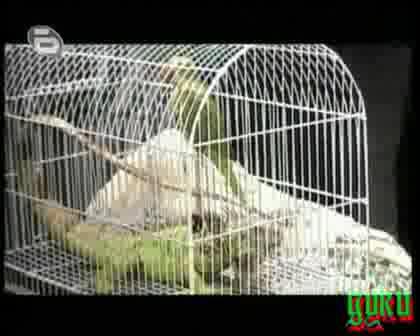 Рекордите На Гинес - Най-Скъпа Сватба между Котки - 02.03.2008 * High Quality