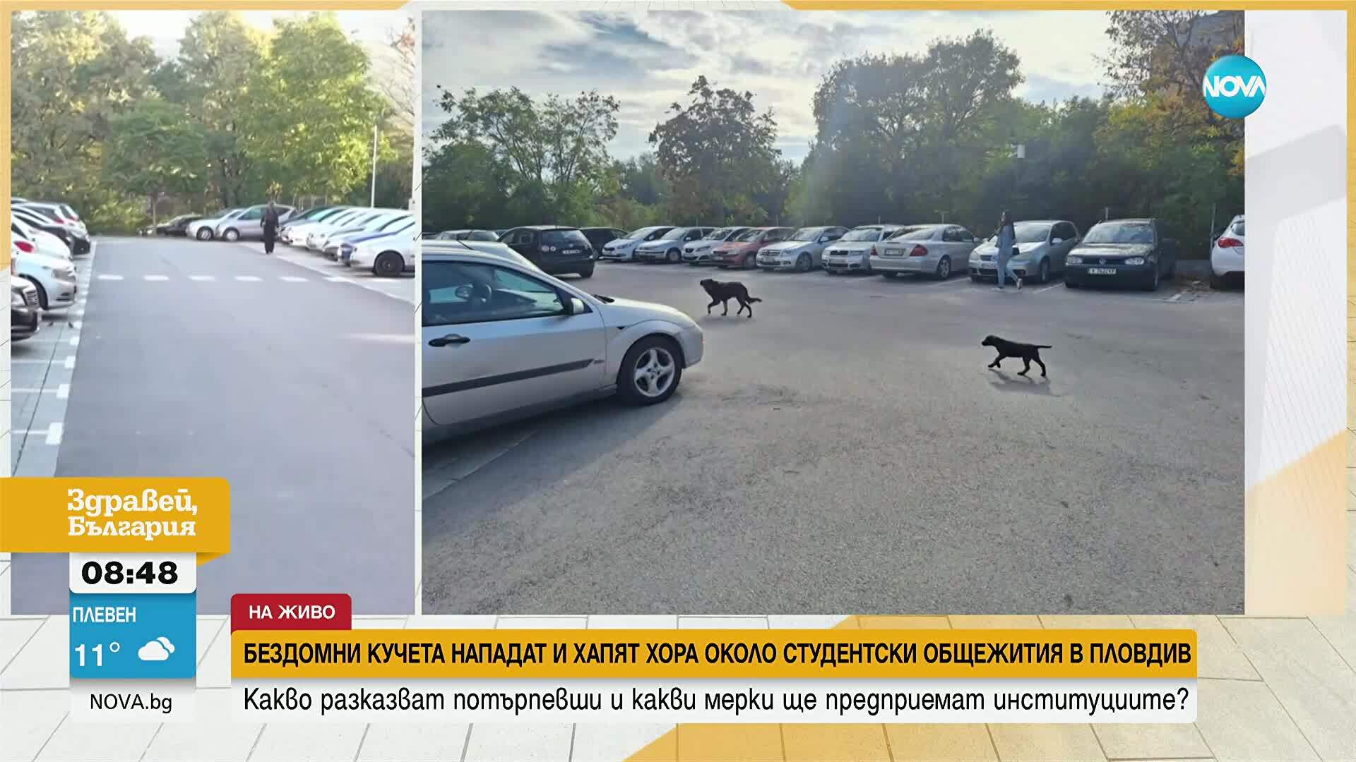 Бездомни кучета нападат пешеходци в Пловдив