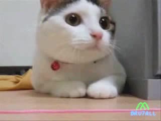 Луда Котка