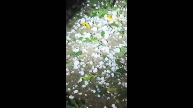 Градушка колкото орех в село Ценино