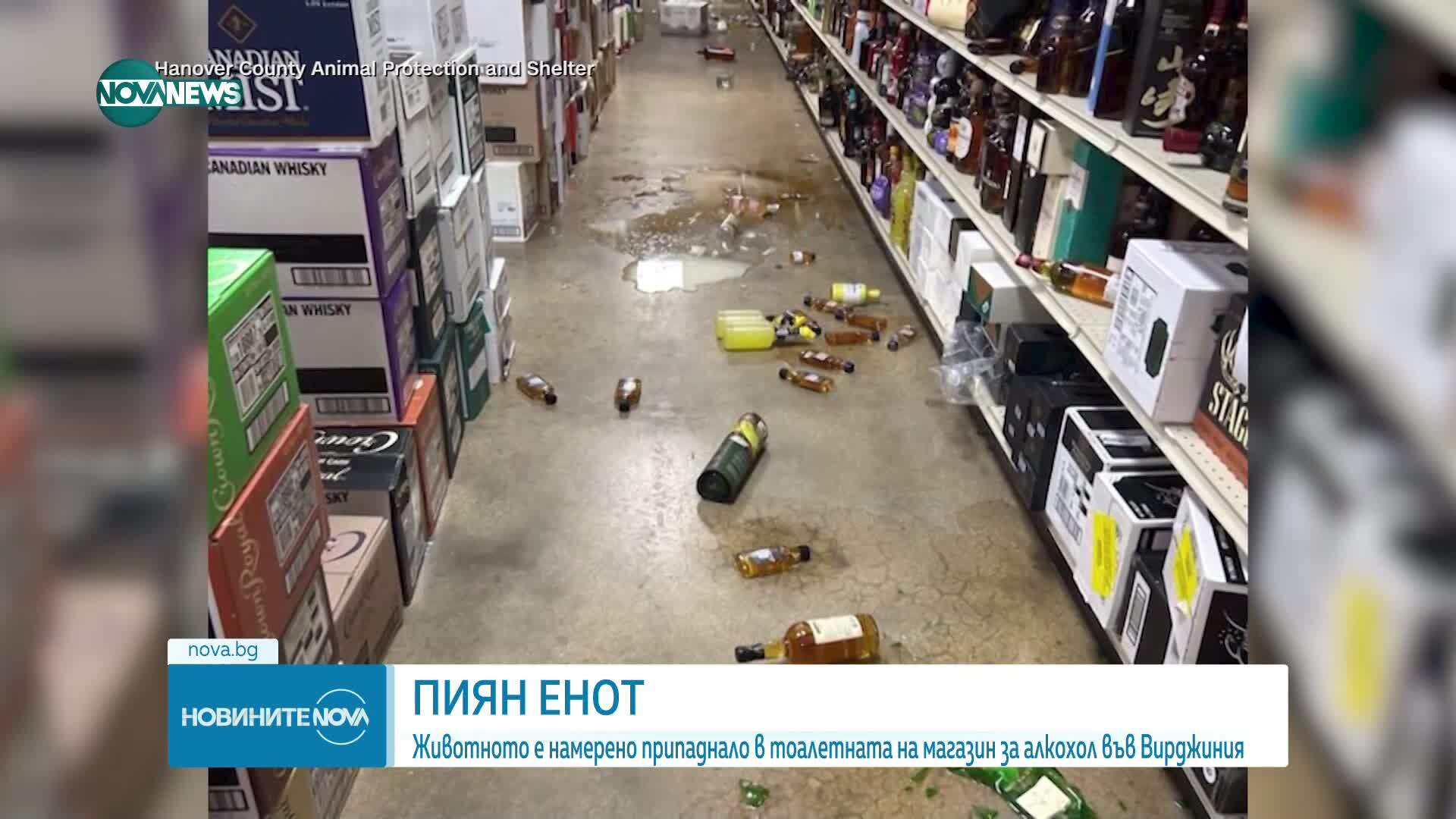 Енот мародерствал в магазин и препил със скоч