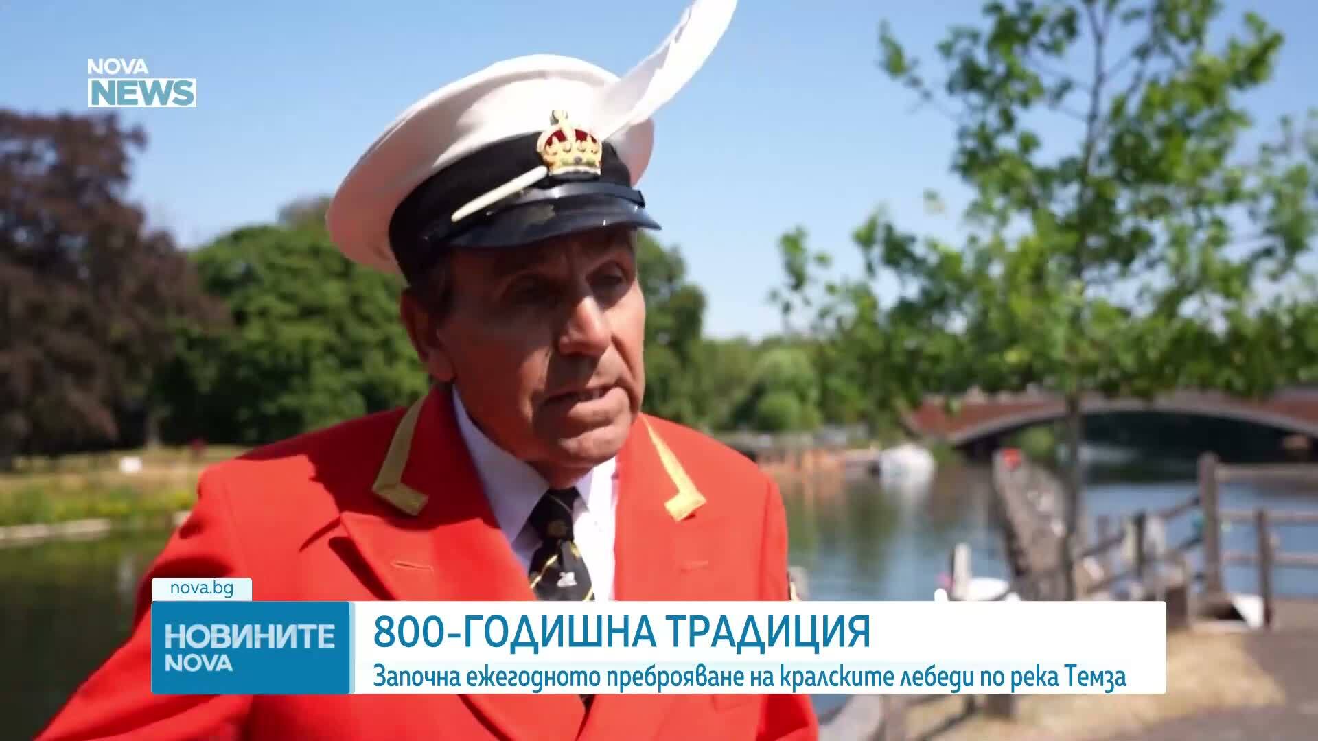Започна преброяването на лебедите по река Темза