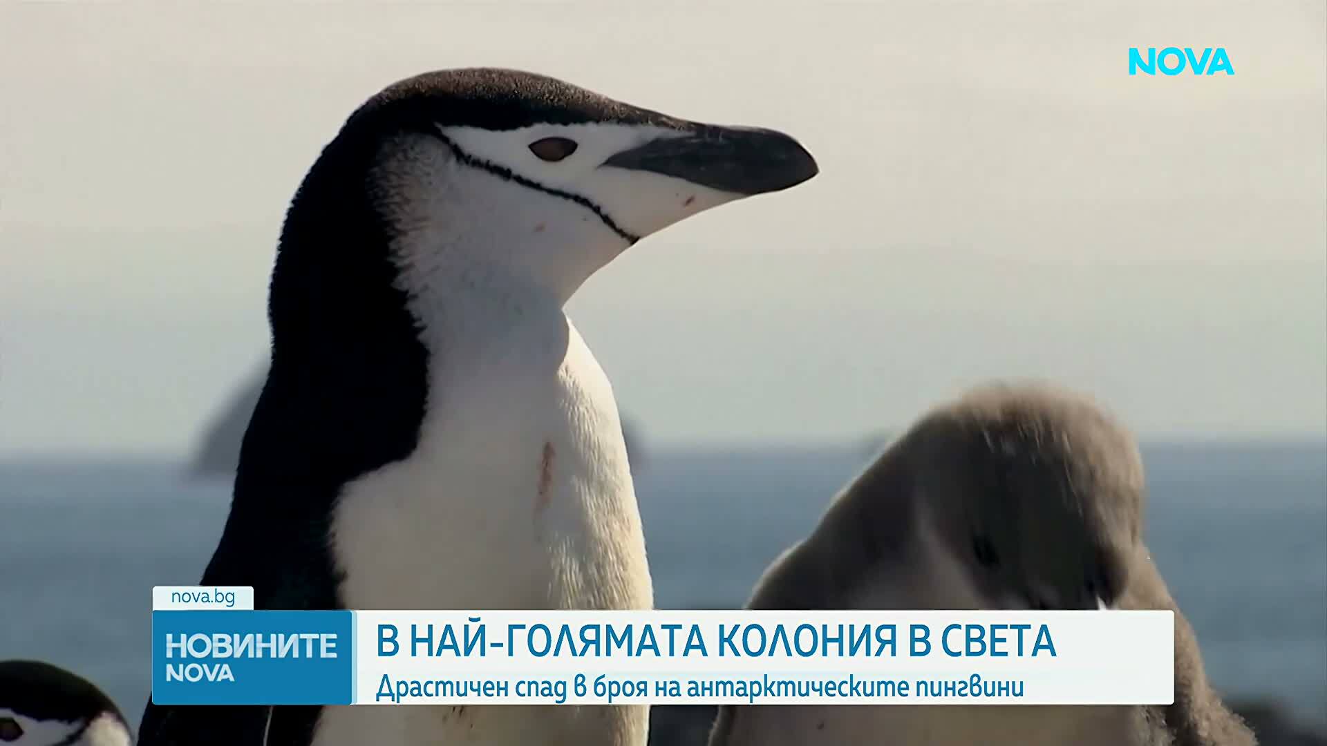 Над половин милион пингвини са загинали на остров Заводовски