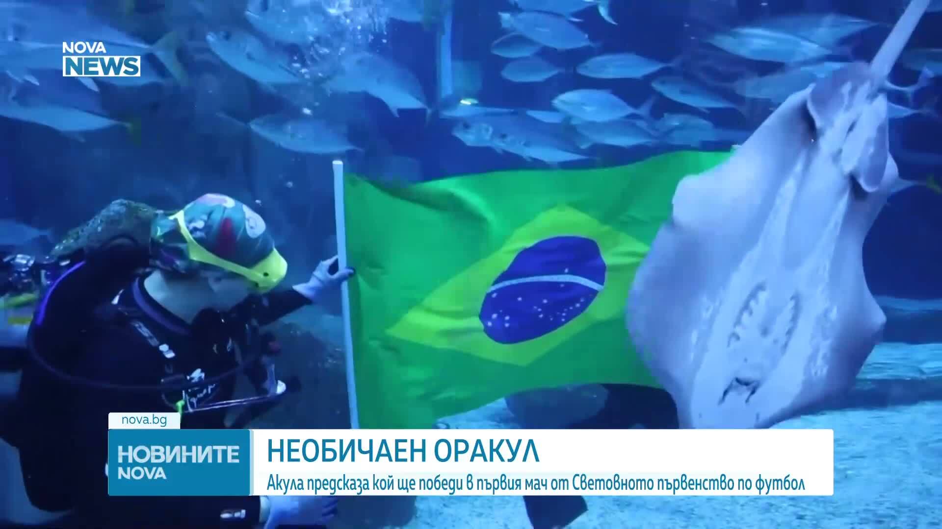 Акула предсказа кой ще победи в първия мач от Световното първенство по футбол